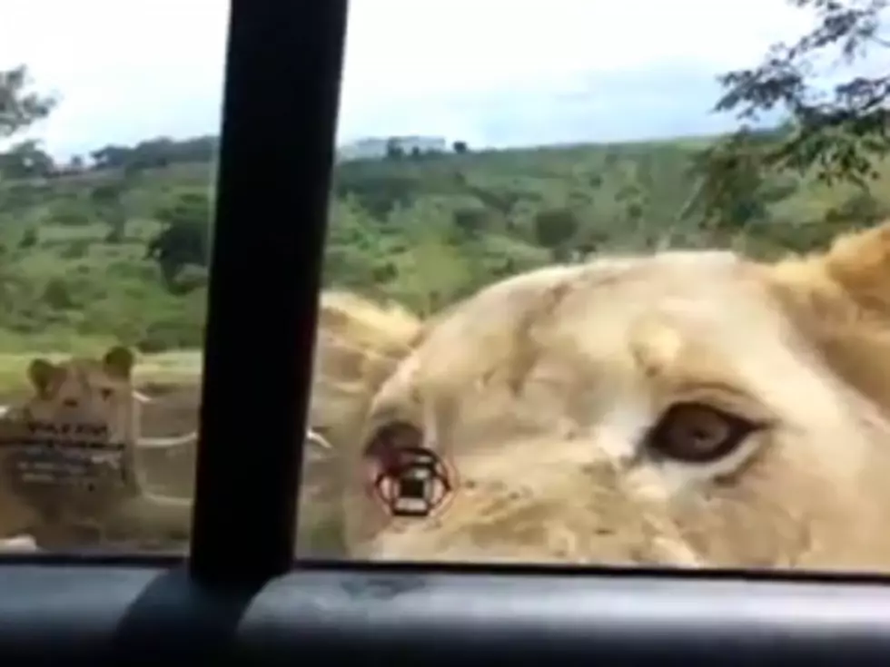 Family Terrified After Lion Opens Car Door [VIDEO]