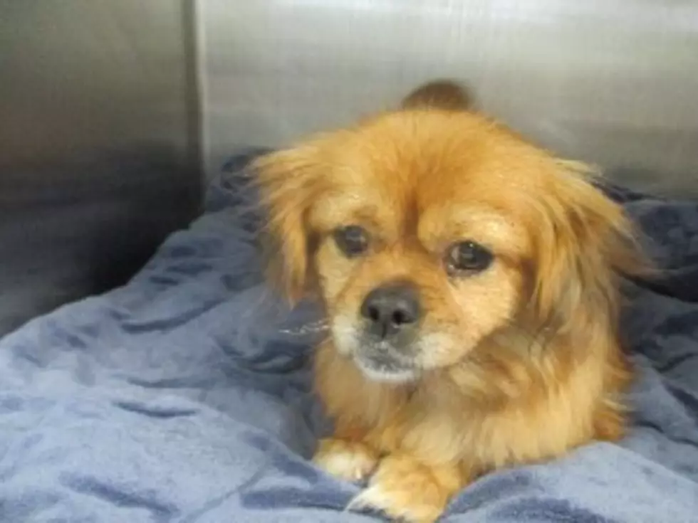 Pet of the Week: Cayla the Peke-a-Pom is Friendly & Outgoing