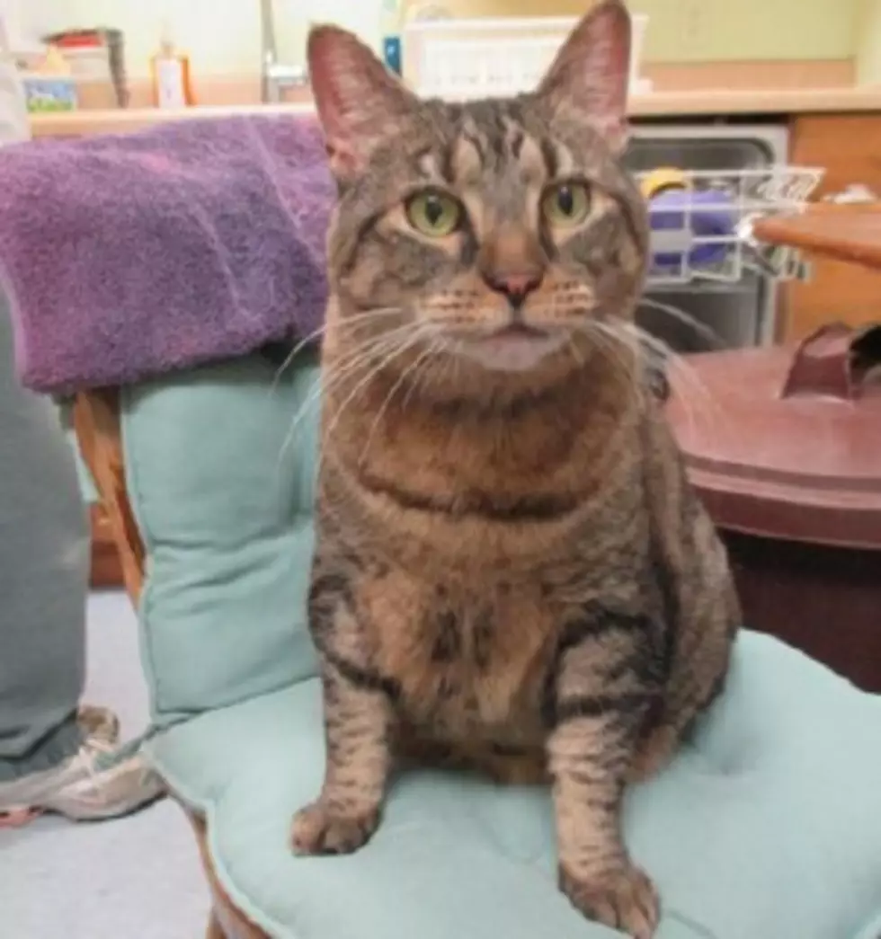 Pet of the Week: Tigger Wants to Be Your Queen