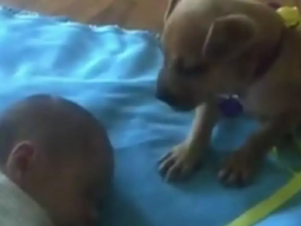 Puppy Tries to Guard New Baby [VIDEO]