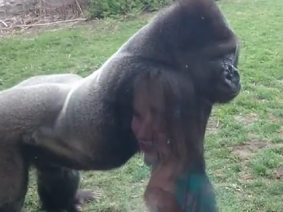 Silverback Gorilla Scares The Heck Out of Zoo Visitors   [VIDEO]