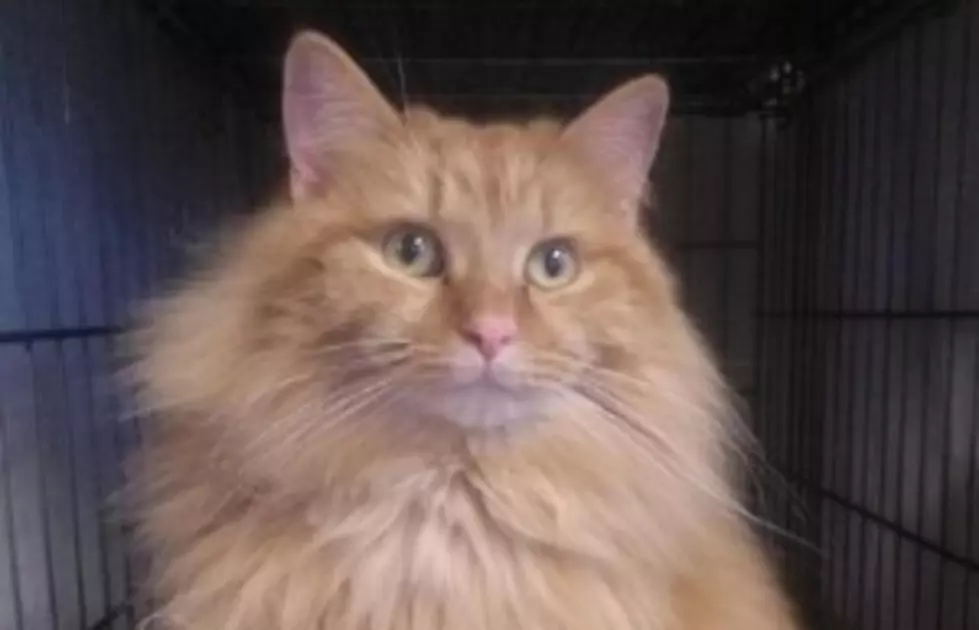 Pet of the Week: Tater Tot is a Long-haired Orange Lap Cat