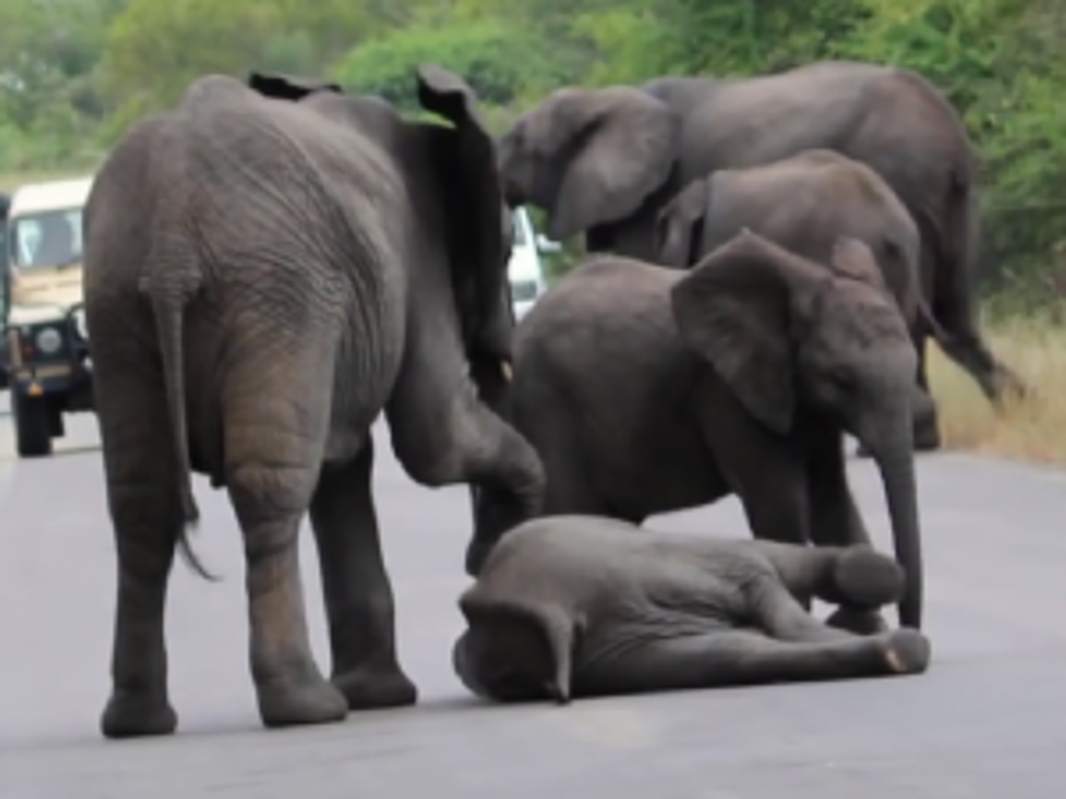 Watch How a Herd of Elephants Help a Calf in Trouble [VIDEO]