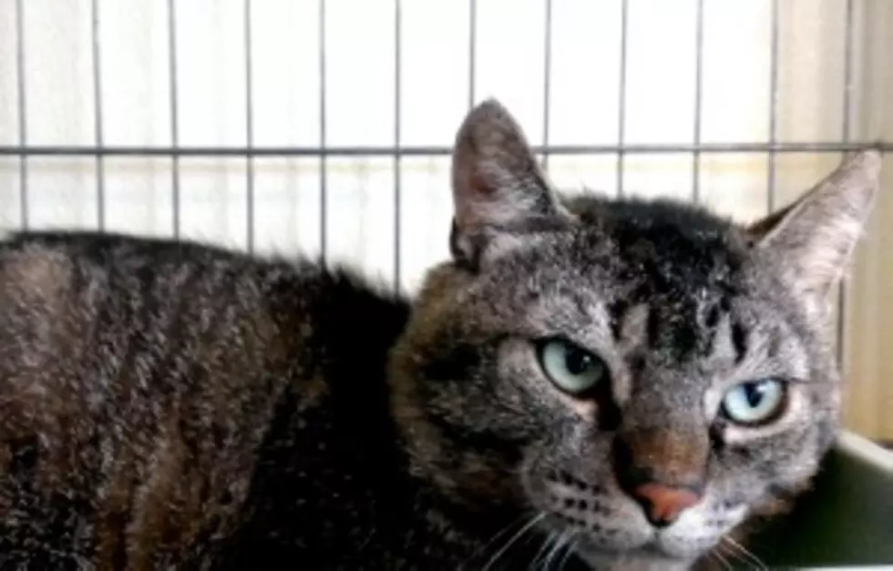 Pet of the Week: Boris Wants a Home With Another Cat