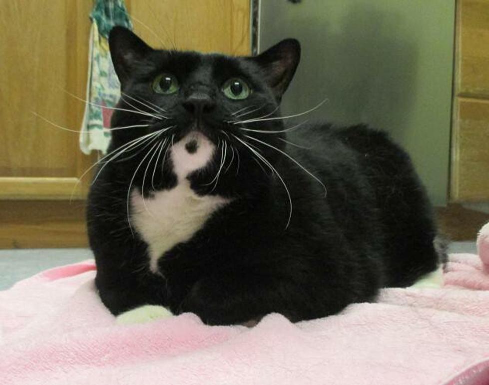 Pet of the Week: Delilah is a Pretty Kitty Looking for a Quiet Home