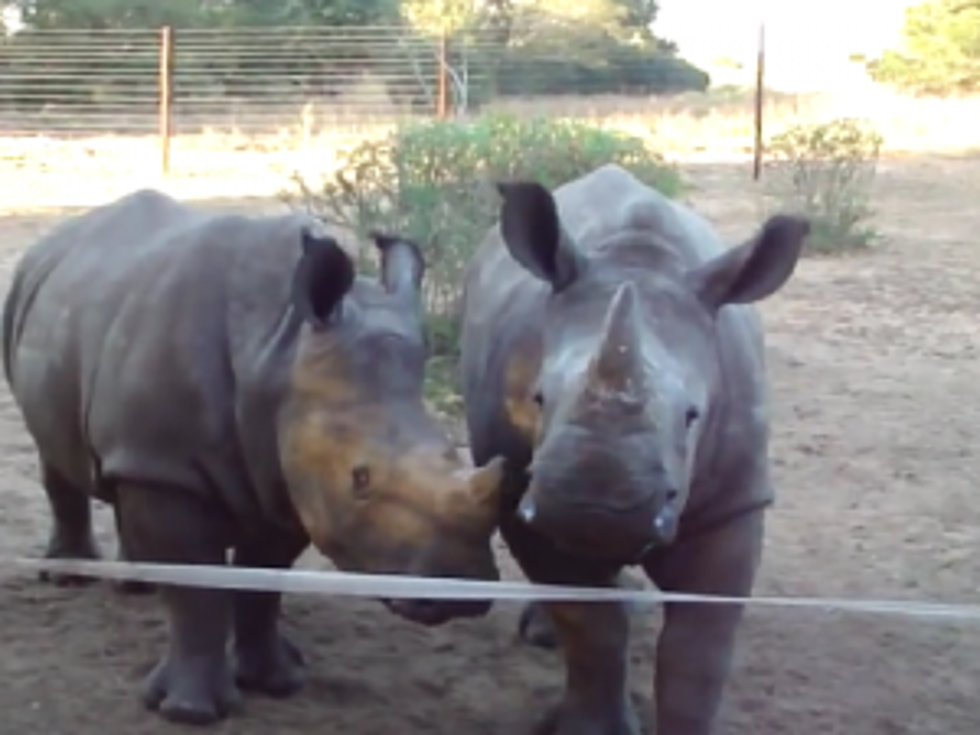 Every Wonder What Sound A Baby Rhino Makes? [VIDEO]