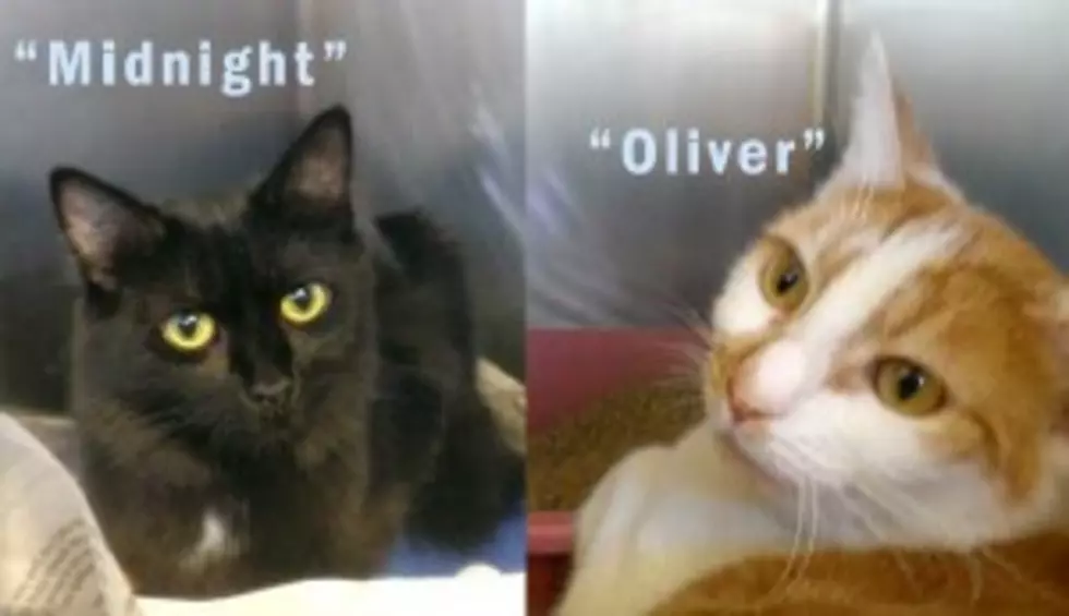 Pets of the Week: Oliver &#038; Midnight Love Each Other &#8211; Adopt Them Both!