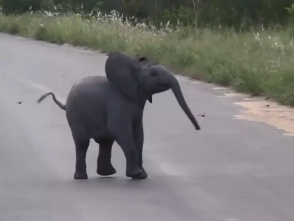 Baby Elephant Chasing Birds Will Make Your Weekend! [VIDEO]