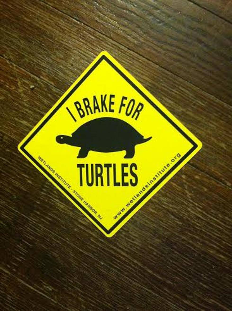 I Brake for Turtles