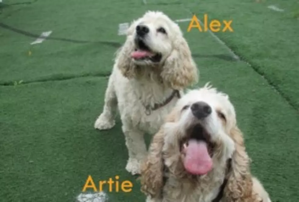 Pets of the Week: Best Buddy Cocker Spaniels to Be Adopted Together
