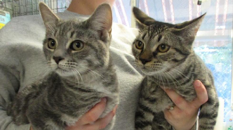 Pets of the Week: Penny & Raj Are Brother & Sister Kittens