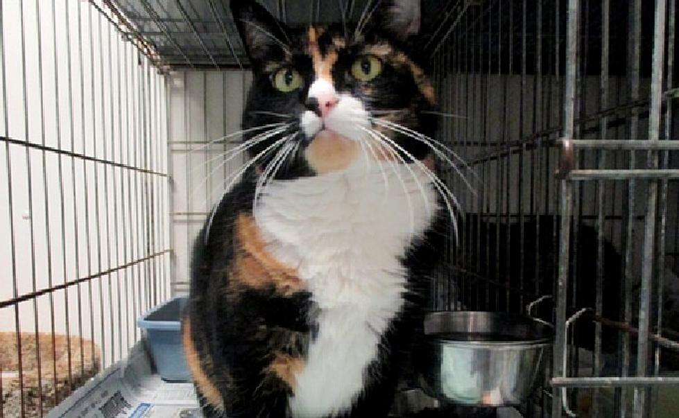 Pet of the Week: Mia is Shy But Playful, Wants a Quiet Home