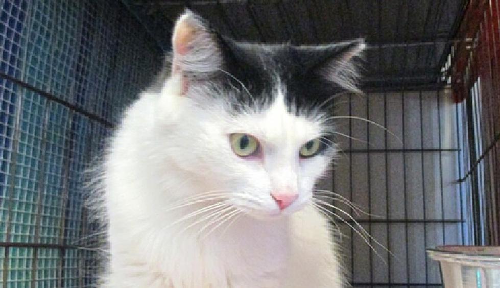 Pet of the Week – Sage Needs a Loving Home, But She’ll Let You Live There