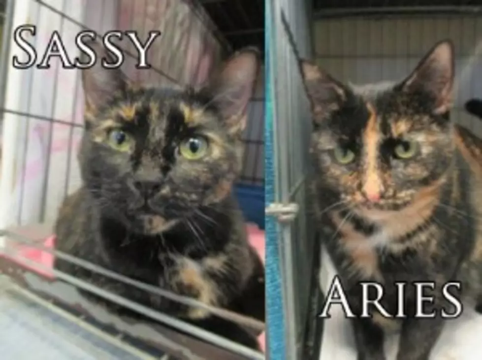 Pets of the Week &#8211; Sassy &#038; Aries Will Make You Do a Tortoise Shell Double Take