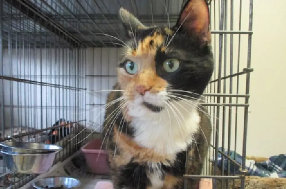 Gabby the Calico – Pet of the Week