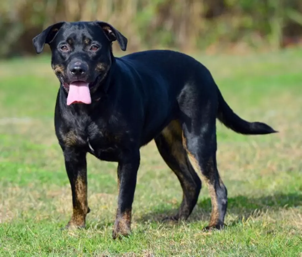 Boots the Lab/Doberman Mix &#8211; Pet of the Week