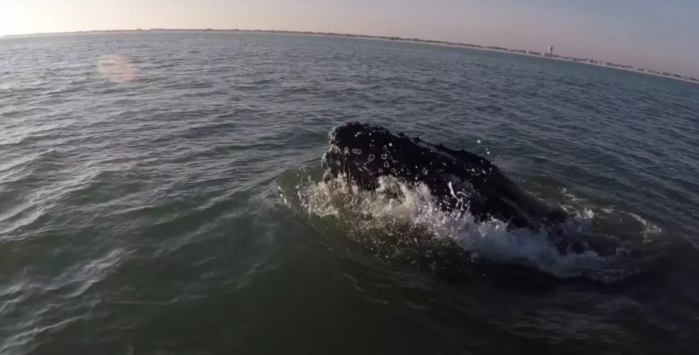 Father & Son Captured Insane Whale Encounter Along JS Coast