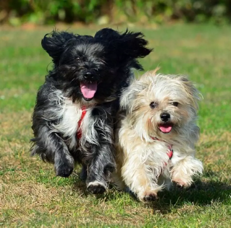 Skater and Noodle Are Brother/Sister Maltese Mixes &#8211; Pets of the Week