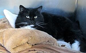 Handsome Harry Is One Laid-Back Kitty &#8211; Pet of the Week