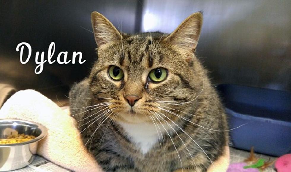 Dylan is Vocal, Laid-back & Loving – Pet of the Week