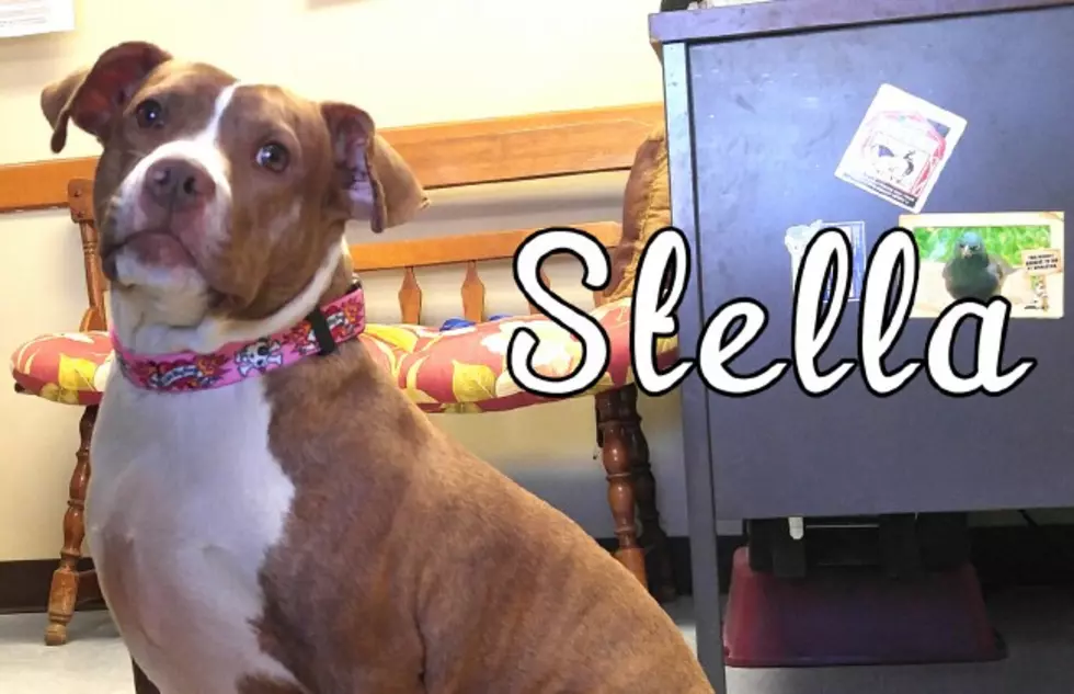 Meet Stella the 'Pocket Pitbull' 