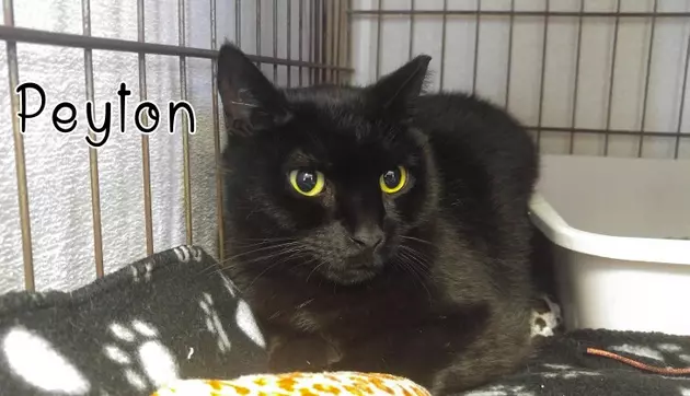 Peyton Purrs for Belly Rubs &#8211; Pet of the Week