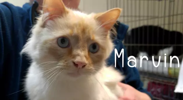 &#8216;Starvin&#8217; Marvin Loves the Ladies &#8211; Pet of the Week