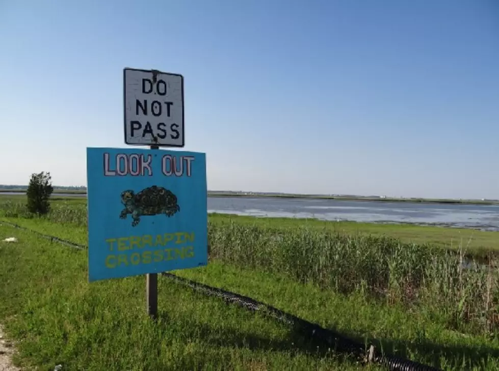 Help Save Nesting Turtles on Margate Causeway