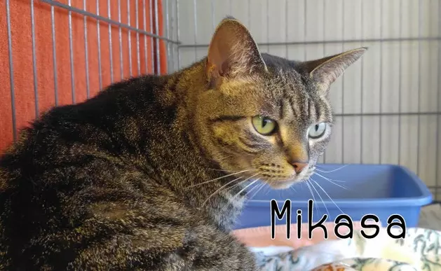 Mikasa is a Sweet Girl – Pet of the Week