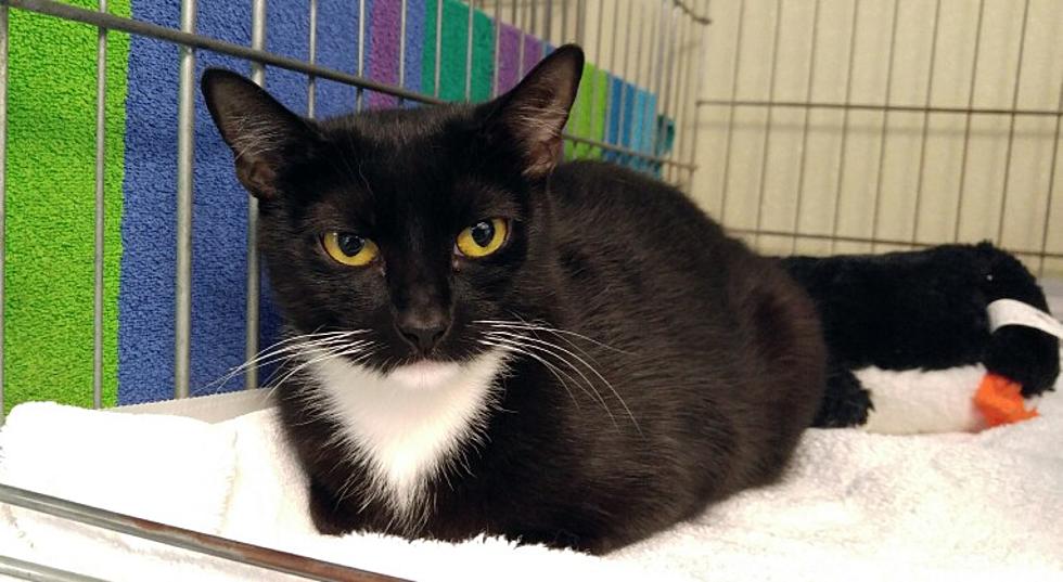 Phoebe Is Playful, Vocal & Has a Tuxedo – Pet of the Week
