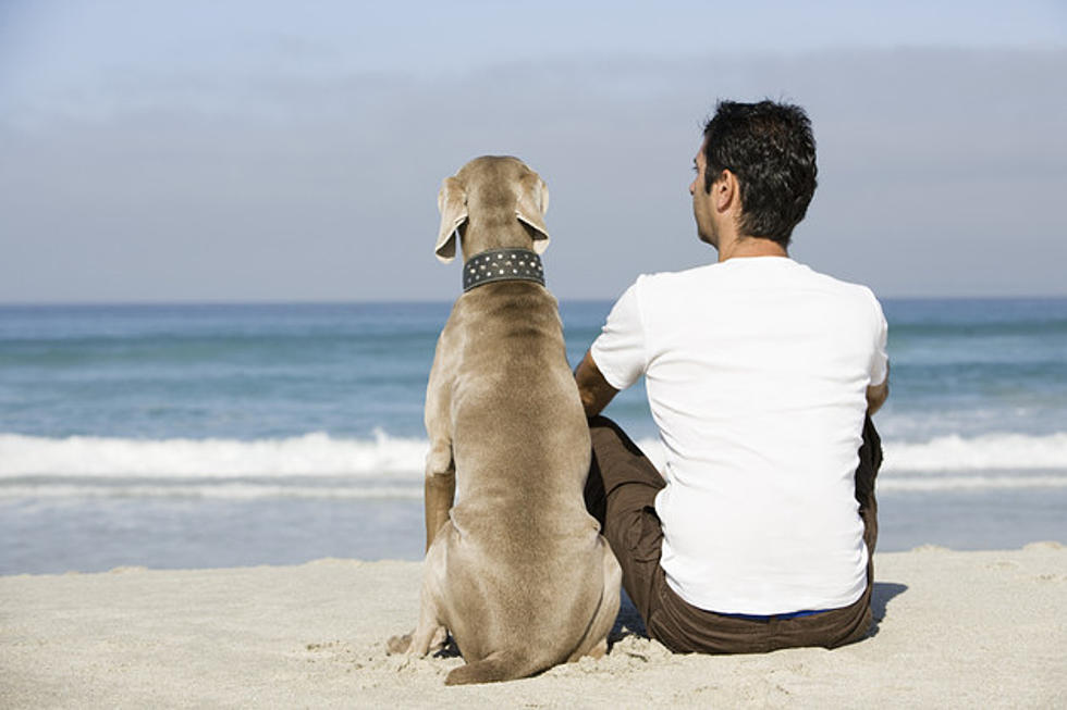 Dog Friendly Beaches