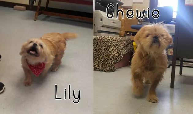 Adopting Lily &#038; Chewie Will Give You Two Shih Tzus &#8211; Pets of the Week