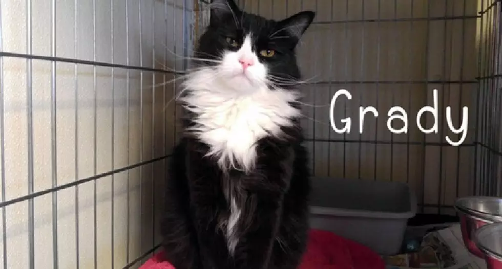 Grady Is Our Pet of the Week