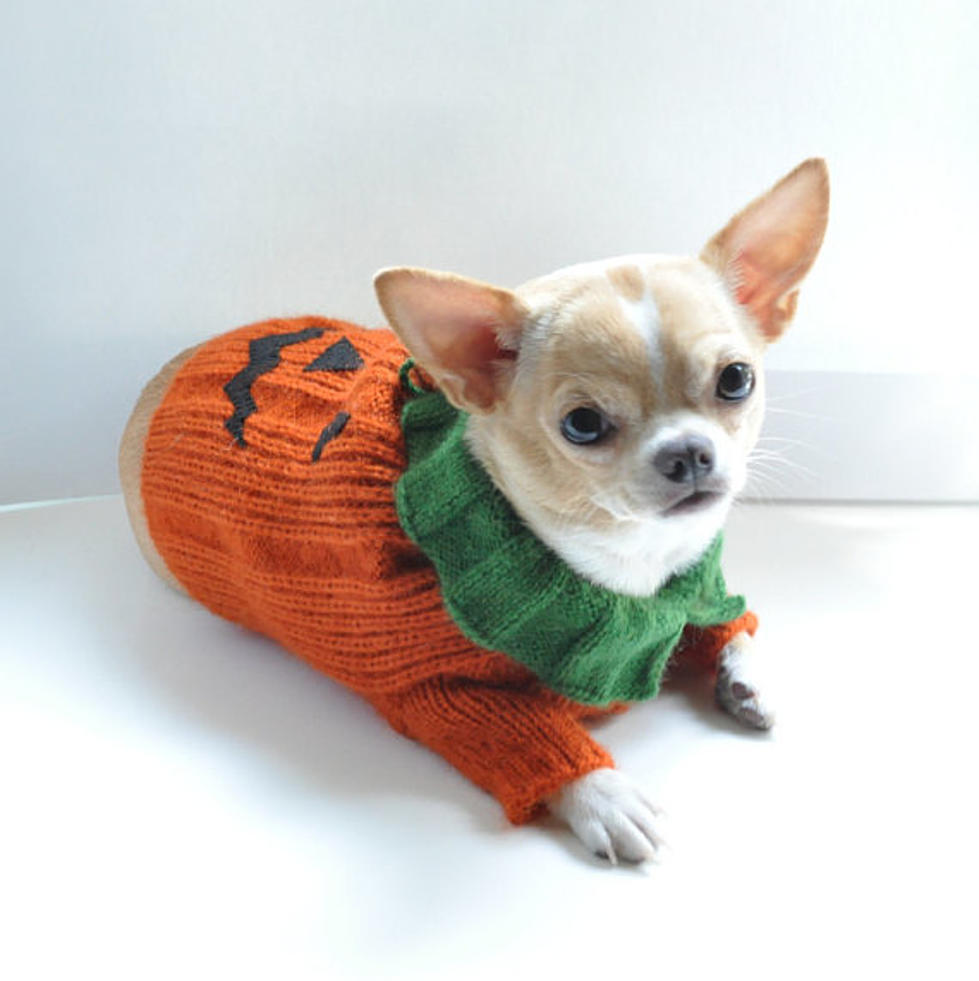 11 Must-Have Halloween Pet Costumes for South Jersey Pet Owners