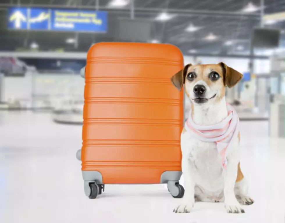 How to Easily Survive a Day of Traveling With Your Pet