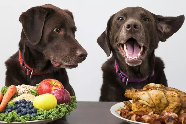 Ten Thanksgiving Food Dangerous For Pets