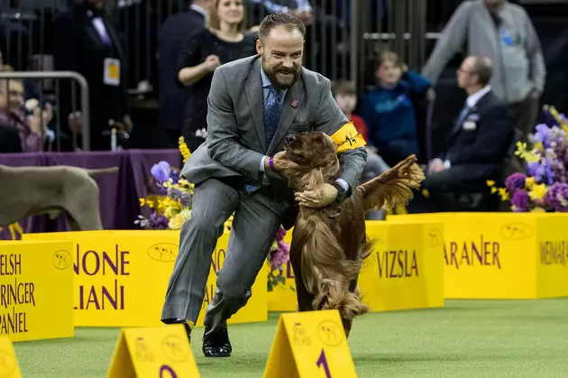 Yo, Adrian! Ocean City Dog Runner-Up at Westminster Dog Show