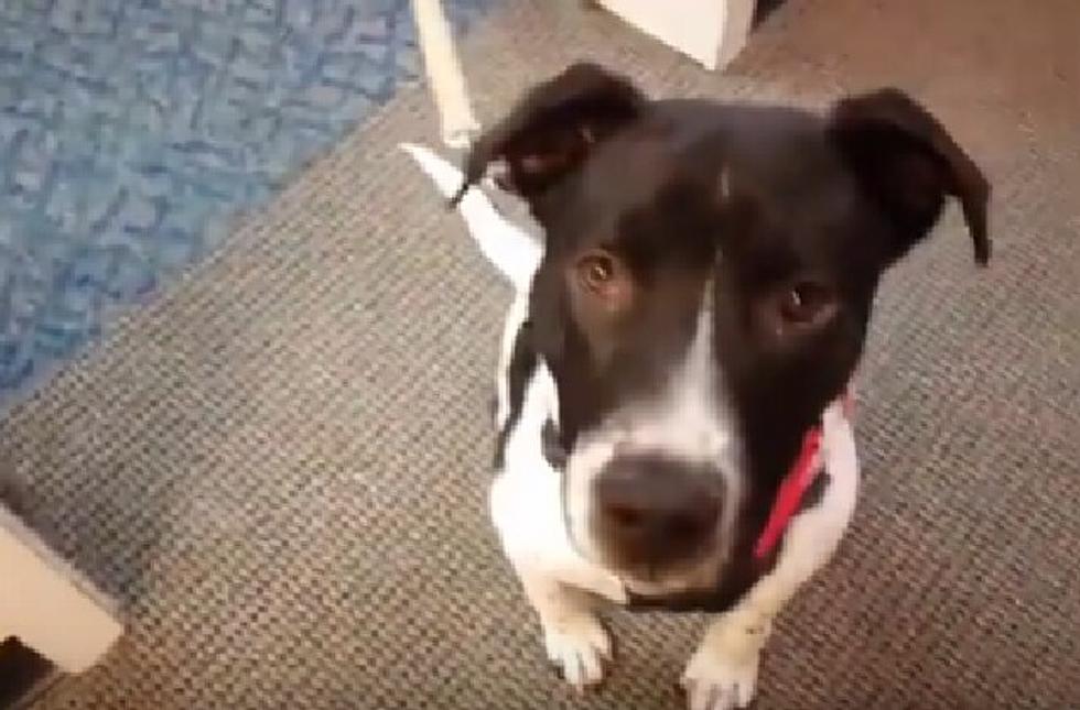 Max is a Pointer Mix Puppy – Pet of the Week [VIDEO]