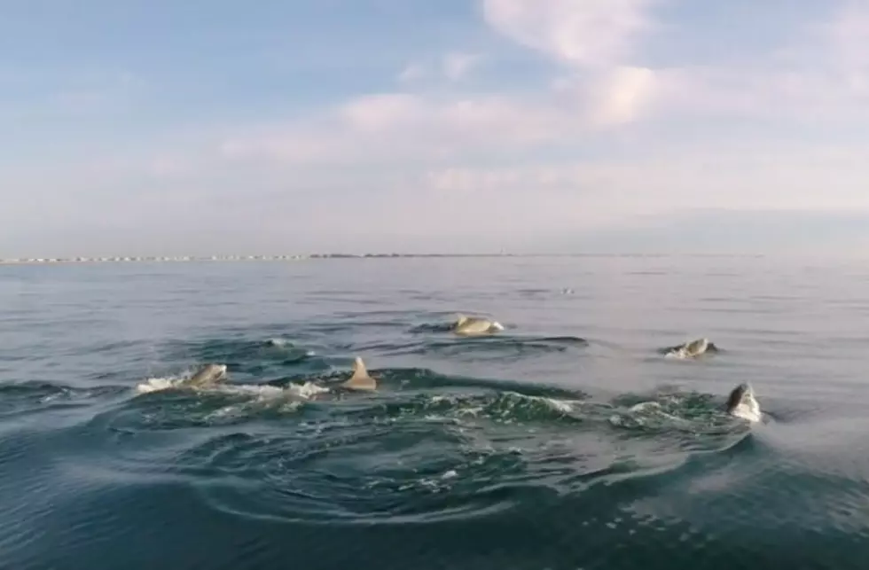 Watch Two Pods of Dolphins at Play in Avalon