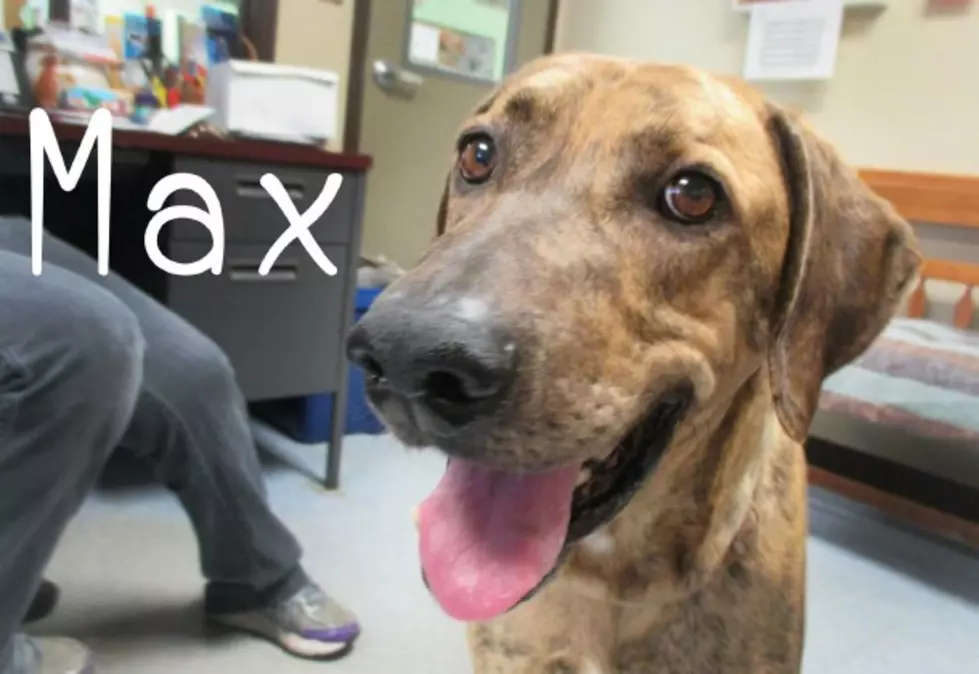 Max is a Handsome & Friendly Hound Mix – Pet of the Week [VIDEO]