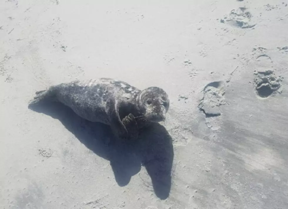 Seal Pup Rescued in Cape May