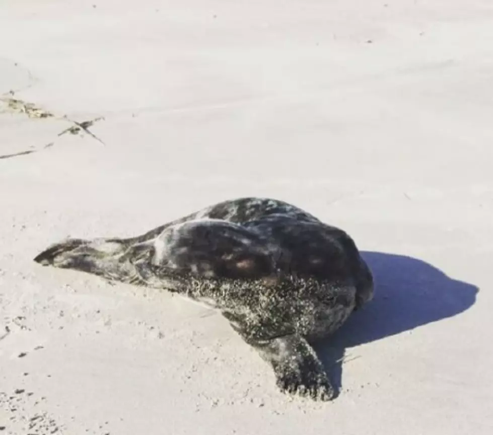 Seal Hits the Margate Beach