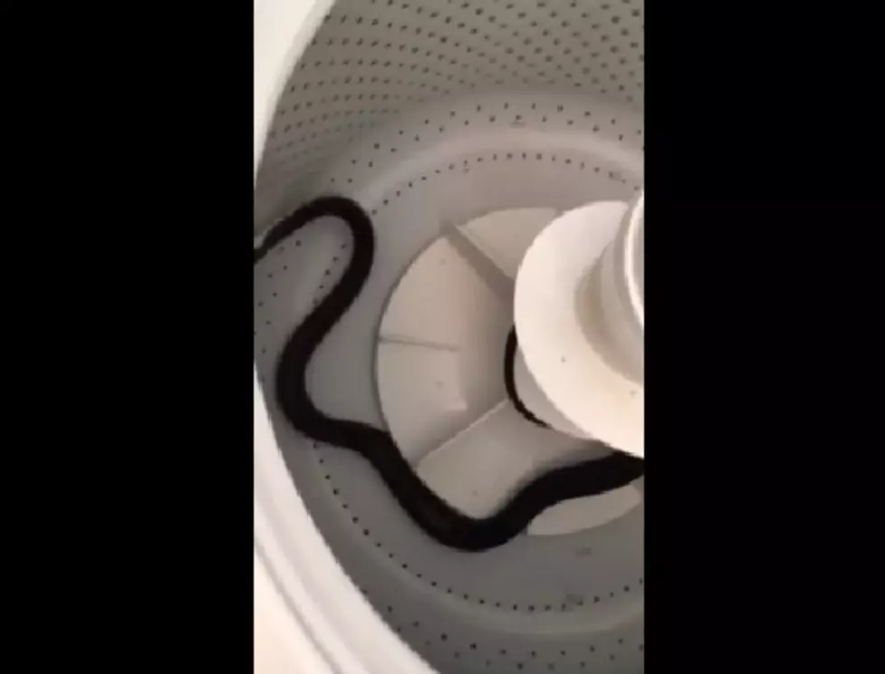 South Jersey Woman Finds a Snake in Her Washing Machine [VIDEO]