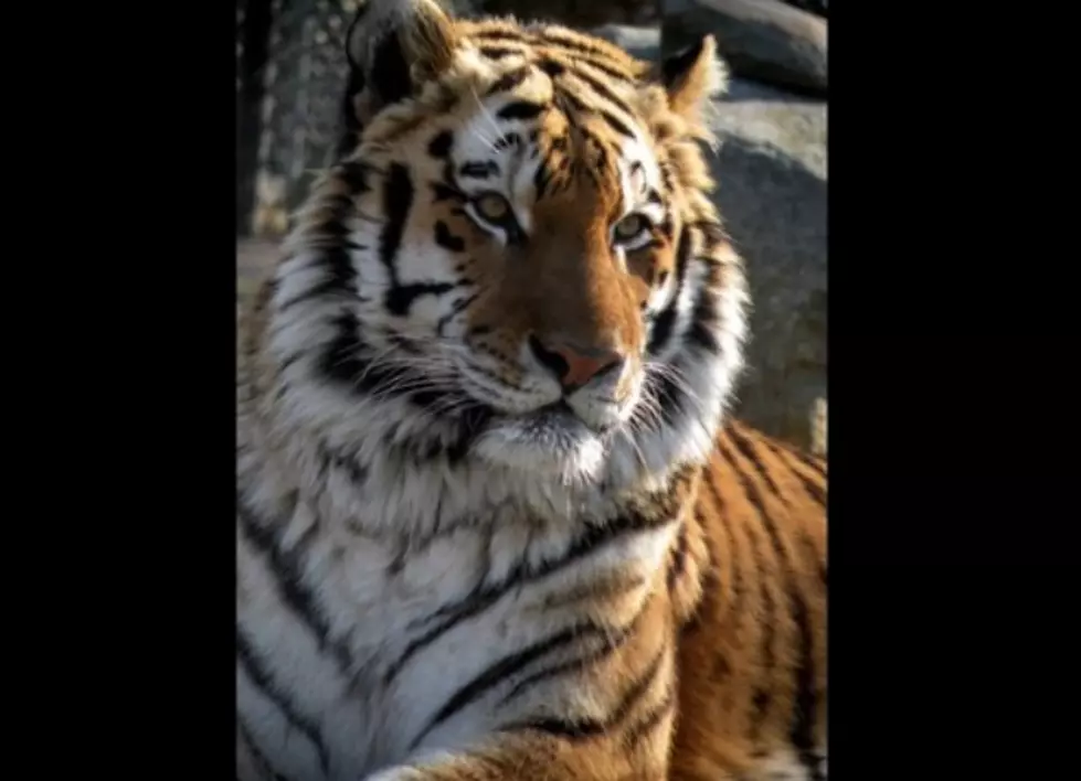Rocky, Beloved Cape May Zoo Tiger Dies [VIDEO]