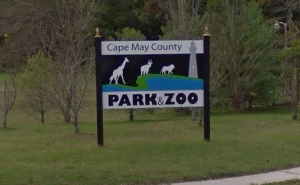 Cape May County Zoo Presents Their Newest Additions for 2017