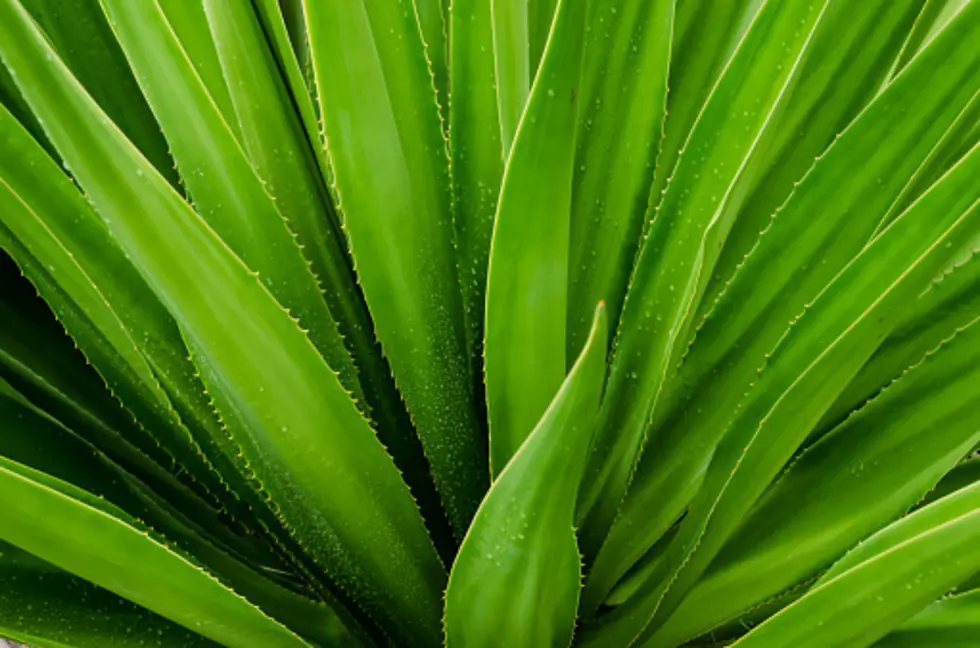 8 Surprising Benefits of Aloe