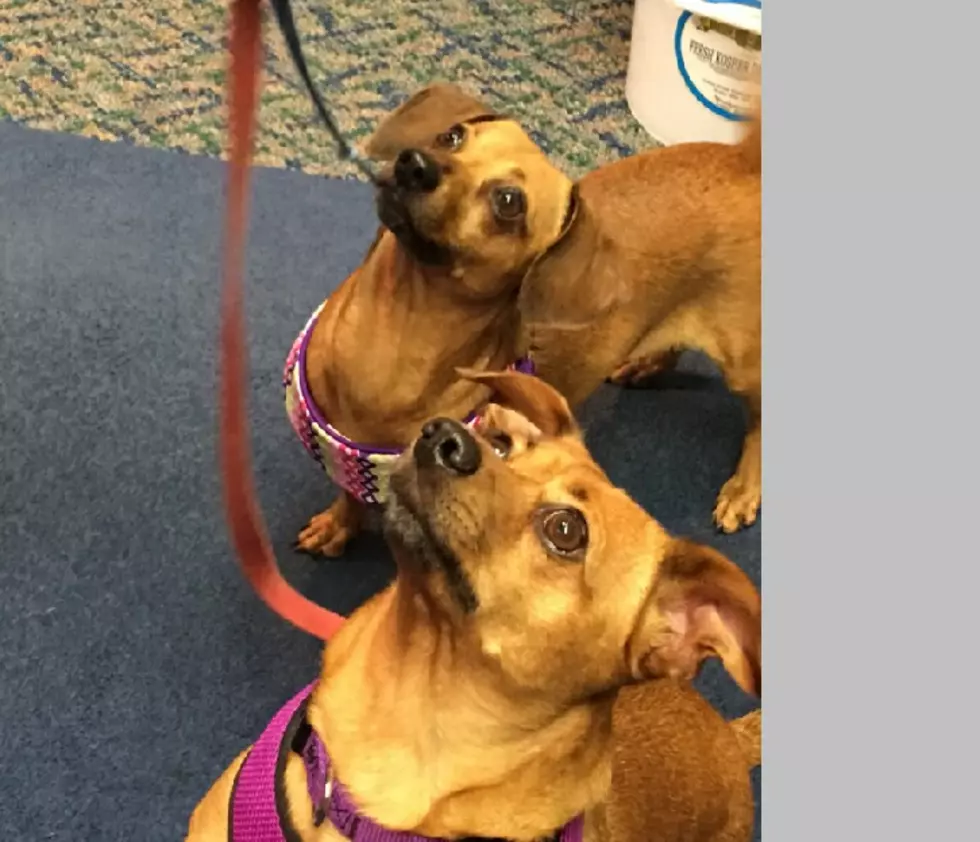 Mary &#038; Ellen Are Chi-Weenie Sisters (Chihuahua/Dachshund) &#8211; Pets of the Week [VIDEO]