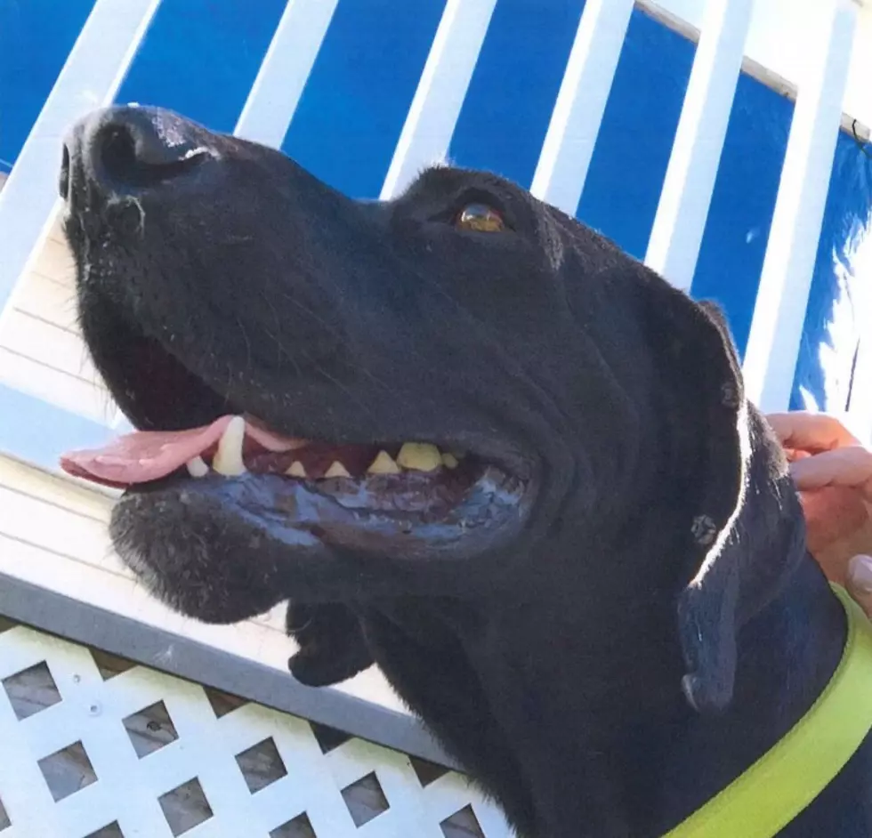 Joey is a Black Lab/Great Dane Mix &#8211; Pet of the Week