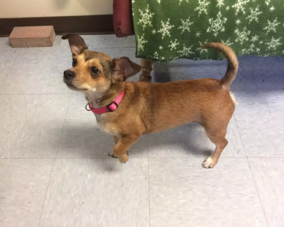 Shirley is a 'Chi-Weenie' Princess - Pet of the Week