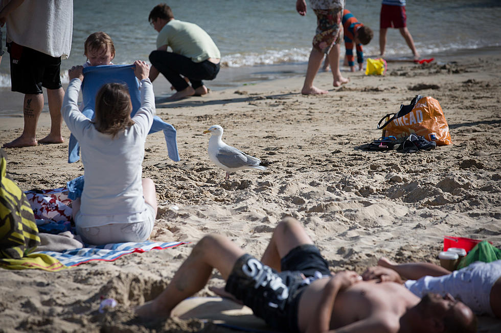 Philly Fireman Pleads Guilty to Killing Seagull on Sea Isle Beach